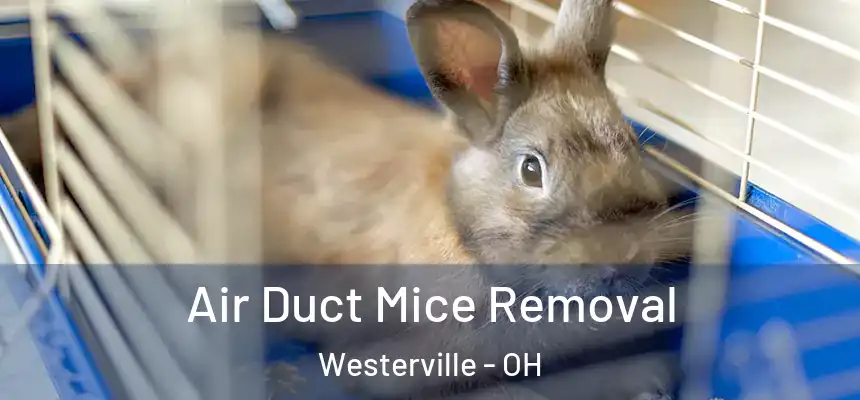 Air Duct Mice Removal Westerville - OH