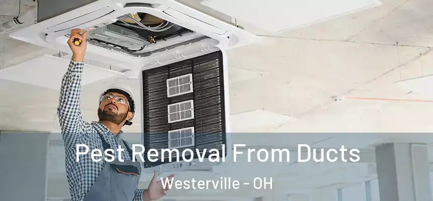 Pest Removal From Ducts Westerville - OH